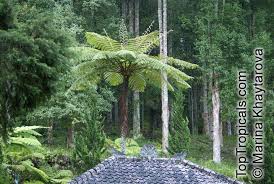 Image result for Cyathea cf. humilis