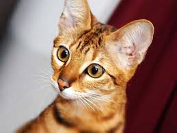 A gigantic list of cat names organized alphabetically. Cat Breeds A Z Find A Breed Alphabetically