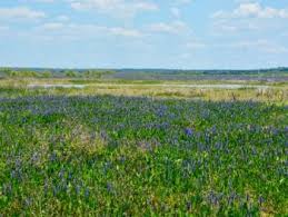 Wholesale entrance is behind the office and retail buildings. Wildflowers In Florida Florida Hikes