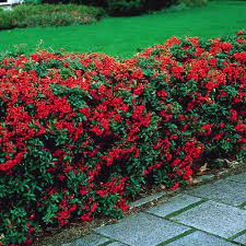 Fastest Growing Evergreen Shrubs For Privacy Best Home Gear Fast Growing Evergreens Hedging Plants Garden Shrubs