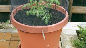While brandywine tomato plants are rather large, a few strong stakes and regular pruning will allow them to grow successfully in a container. How To Grow Tomatoes In Containers Finegardening