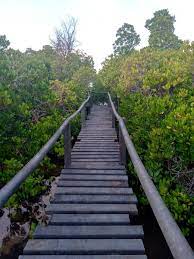 Gazi Women Mangroove BoardWalk