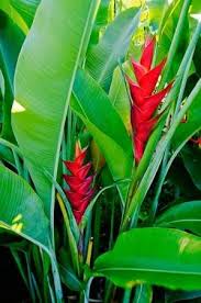Heliconia Flower Blooming Stock Photo Picture And Royalty Free Image Image 12381012 Heliconia Flower Jungle Flowers Heliconia