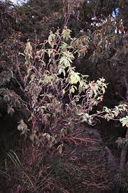 Image result for Solanum tettense