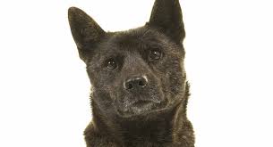 Puppies are born solid black and will develop the brindle coloring as they mature. Kai Ken A Complete Guide To An Unusual Japanese Breed