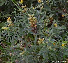 Image result for Crotalaria quarrei