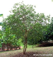 Image result for Psidium cattleianum