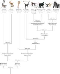 Phylogenetische Systematik Internet Evoluzzer