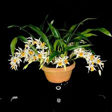 Image result for Oeceoclades saundersiana