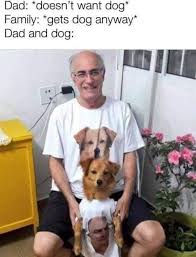 Dads And Dogs Funny Memes Dad Meme New Memes