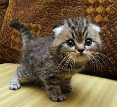 Anak kucing persia mix kampung. Gambar Kucing Comel Sangat Mino Gambar