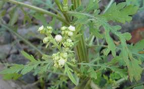 Image result for Parthenium