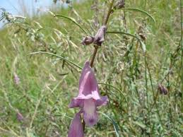 Image result for Sesamum