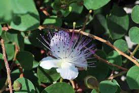 Image result for Crateva eminens