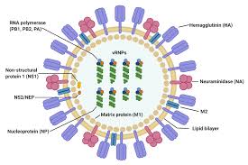We are hard at work, shifting quickly through the gears to get ahead of the virus. Influenza A Virus Wikipedia