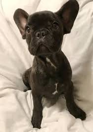 Find the perfect french bulldog puppy for sale in tampa florida, fl at puppyfind.com. French Bulldog Puppy For Sale In Tampa Fl Adn 47644 On Puppyfinder Com Gender Female Age 10 Weeks Bulldog Puppies Bulldog Puppies For Sale French Bulldog