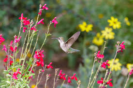 Flowers that attract hummingbirds how to attract birds attracting hummingbirds hummingbird flowers hummingbird garden hummingbird these hummingbird plants are the best bushes, perennials, annuals and vines for your hanging baskets and hummingbird garden. 21 Glorious Garden Plants That Attract Hummingbirds