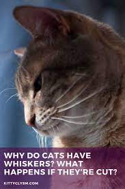 Why Do Cats Have Whiskers Their Purpose What Cat Whiskers Are For Cats What Cat Cat Whiskers