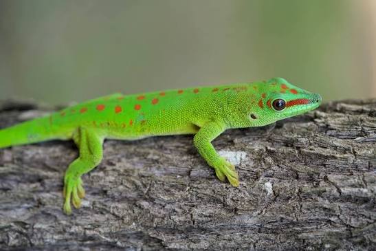 With their vibrant green scales and incredible agility, Madagascar giant  day geckos are true masters of the treetops! 🌳☀️ Unlike most geckos,  they're diurnal, meaning they spend their days basking in the