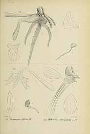 Image result for Habenaria tentaculigera
