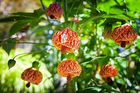 Image result for Abutilon longicuspe