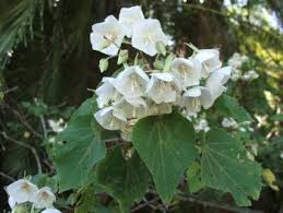 Image result for Dombeya lastii
