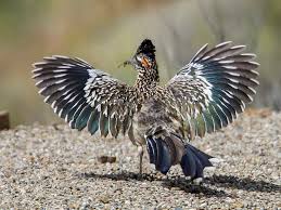 Roadrunners are members of the cuckoo family of birds. Greater Roadrunner Ebird