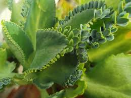 Image result for Bryophyllum