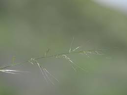 Image result for Moorochloa eruciformis