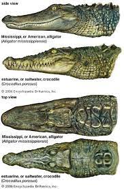 Crocodile Vs Alligator Note The Difference In Jaw Shape Alligator Is A U Shape Crocodile More Of A V The Back Of T Crocodile Animal Cute Reptiles Reptiles