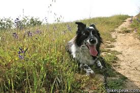 There are a few picnic benches and tables as well as water and restrooms. Dog Friendly Hikes In Los Angeles Hikespeak Com