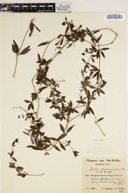 Image result for Galium chloroionanthum