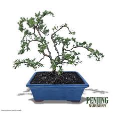 Image result for rosemary bonsai