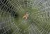 Black Orb Weaver