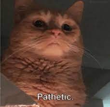 Cats hide their pain, making it difficult to know when they're ill, especially with sicknesses like urinary tract infections, kidney disease, and heart disease early on. Pathetic Album On Imgur
