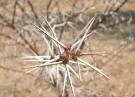 Image result for Acacia borleae