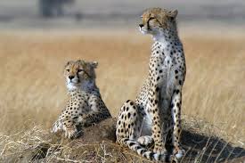 The World S Fastest Land Animal Is Speeding Toward Extinction Across Much Of Its Range Reports A Study Published In Proceed Cheetahs Animals Racing Extinction