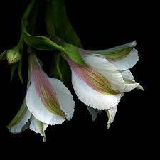 The Alstroemeria Flower Is Best Known As A Symbol For Friendship And Devotion And Is Often Given As A Gift To Flowers Photography Flower Pictures Alstroemeria