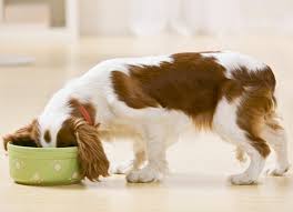 Different types of dogs have different nutritional needs. What Is Holistic Dog Food Petmd