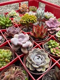 Image result for Abutilon sonneratianum