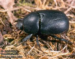 Image result for Pentodon