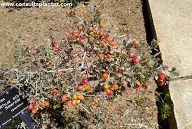 Image result for Searsia dentata