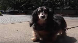 The new york state legislature is considering lifesaving, bipartisan legislation that would prevent pet stores from selling puppies, kittens and bunnies sourced from inhumane breeding mills. Benefactor To Match Donations To Atlanta Humane Society Up To 3 000 Per Donation Saportareport