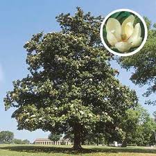 Maybe you would like to learn more about one of these? 29 Flowering Trees Zone 9 Ideas Plants Flowering Trees Planting Flowers