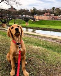 Illinois pet friendly hotels and motels. Are You Looking To Plan A Pet Centric Holiday In Galena Country Don T Know Where To Start No Worries We Ve S Pet Friendly Vacations Road Trip With Dog Dogs