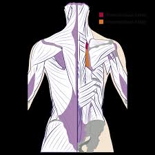 Subscribe to our free newsletters to receive latest health news and alerts to your email inbox. Back Muscles Anatomy Of Upper Middle Lower Back Pain In Diagrams Goodpath