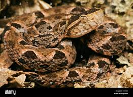 Image result for Bothrops asper