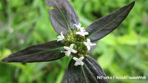 Image result for Spermacoce kirkii