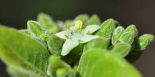 Image result for Vangueria