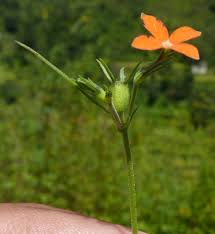 Image result for Kohautia